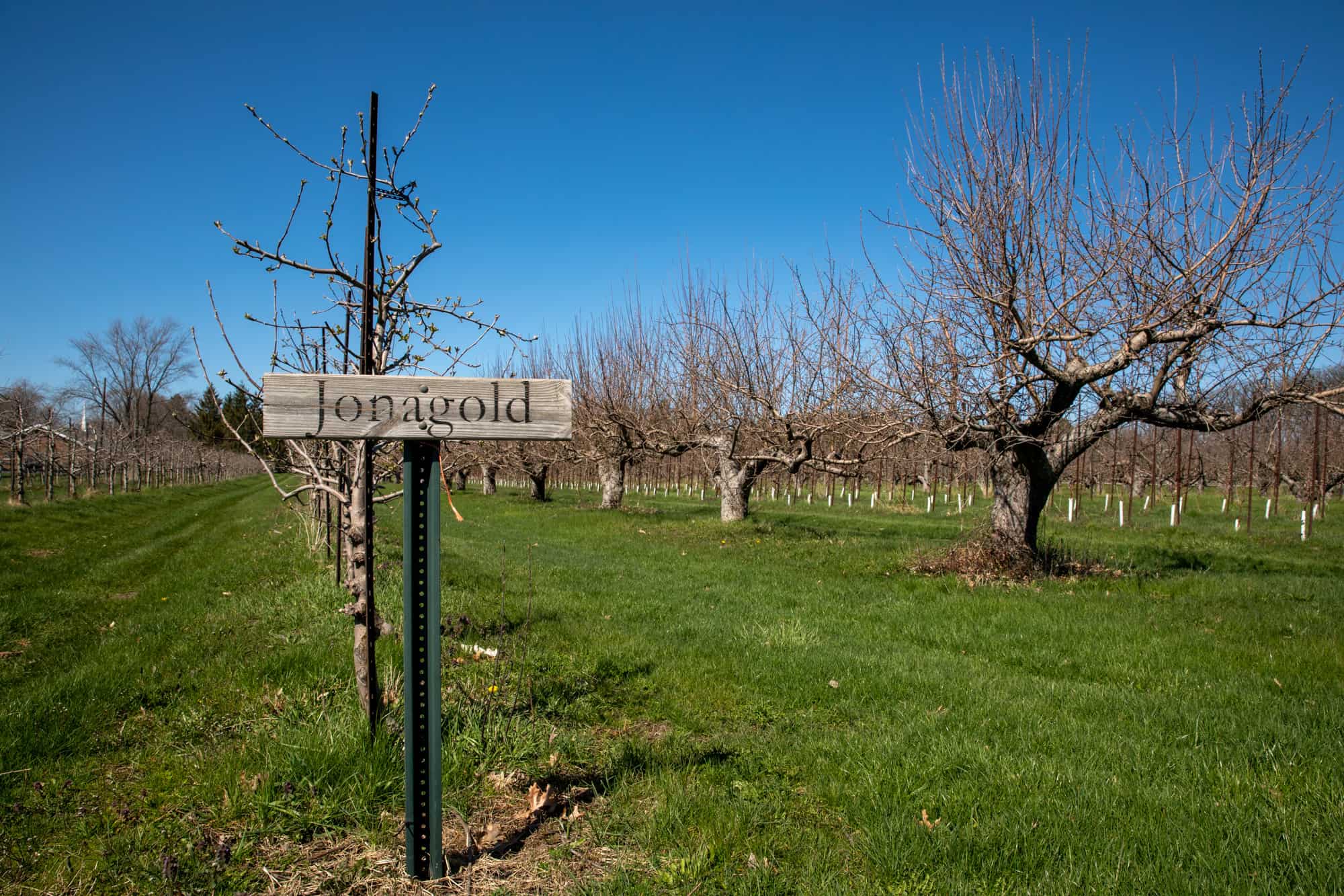 Rows of apple trees labeled for the varieties they yield are only starting to bud this week at the County Line Orchard.