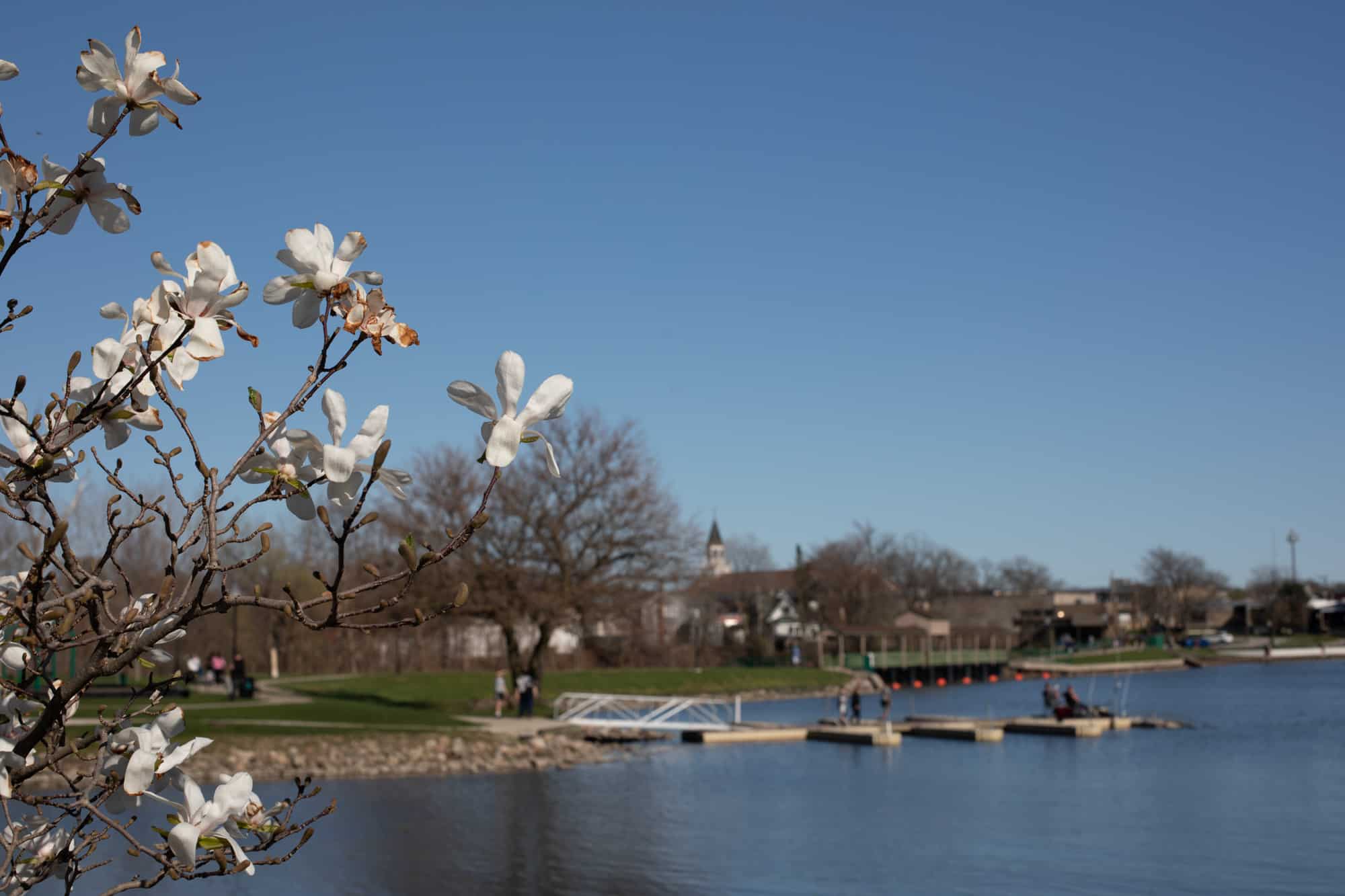 Spring blossoms in Festival Park foregrounding the downtown area on Lake George