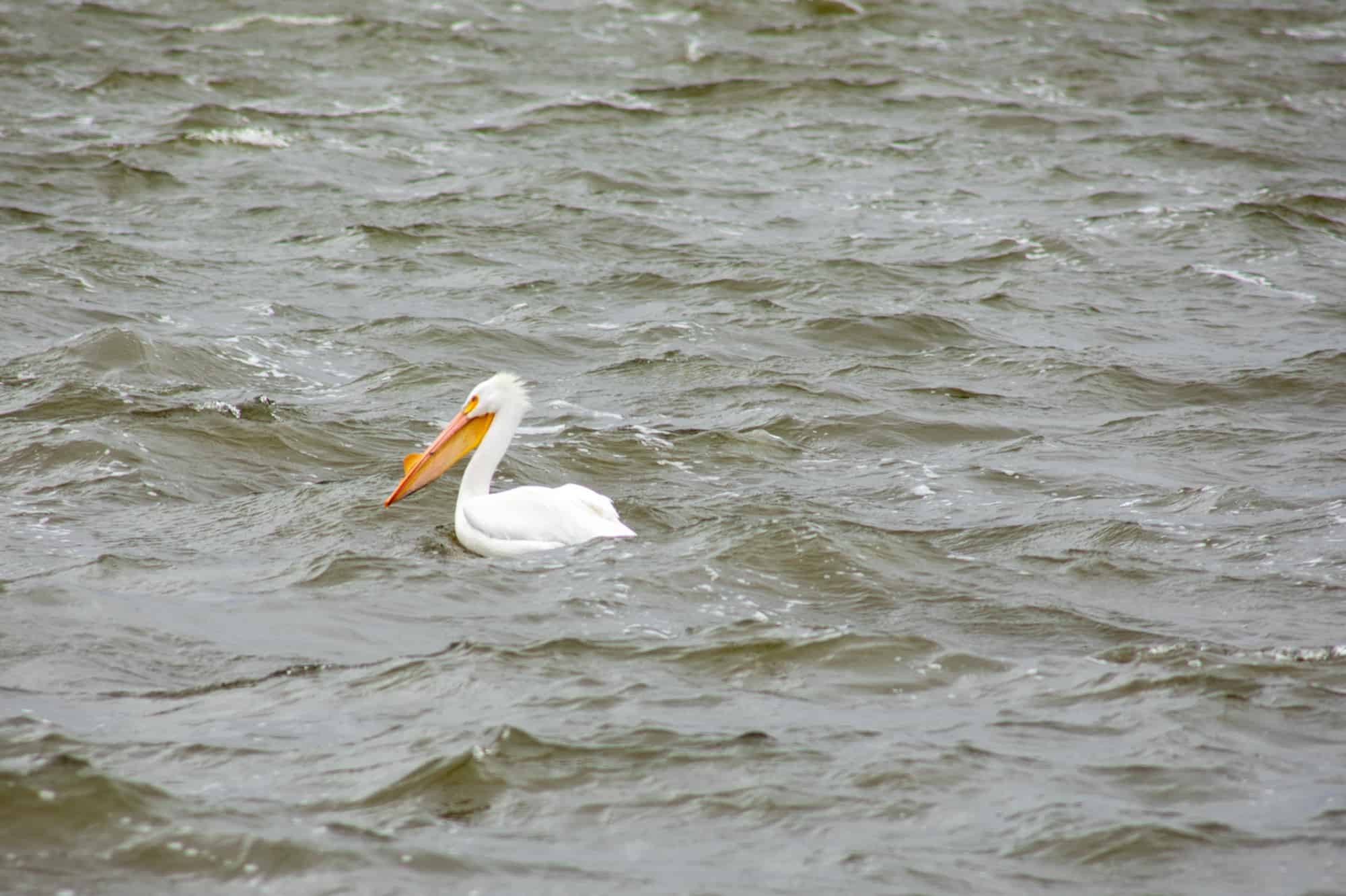 Pelican on Cedar Lake 