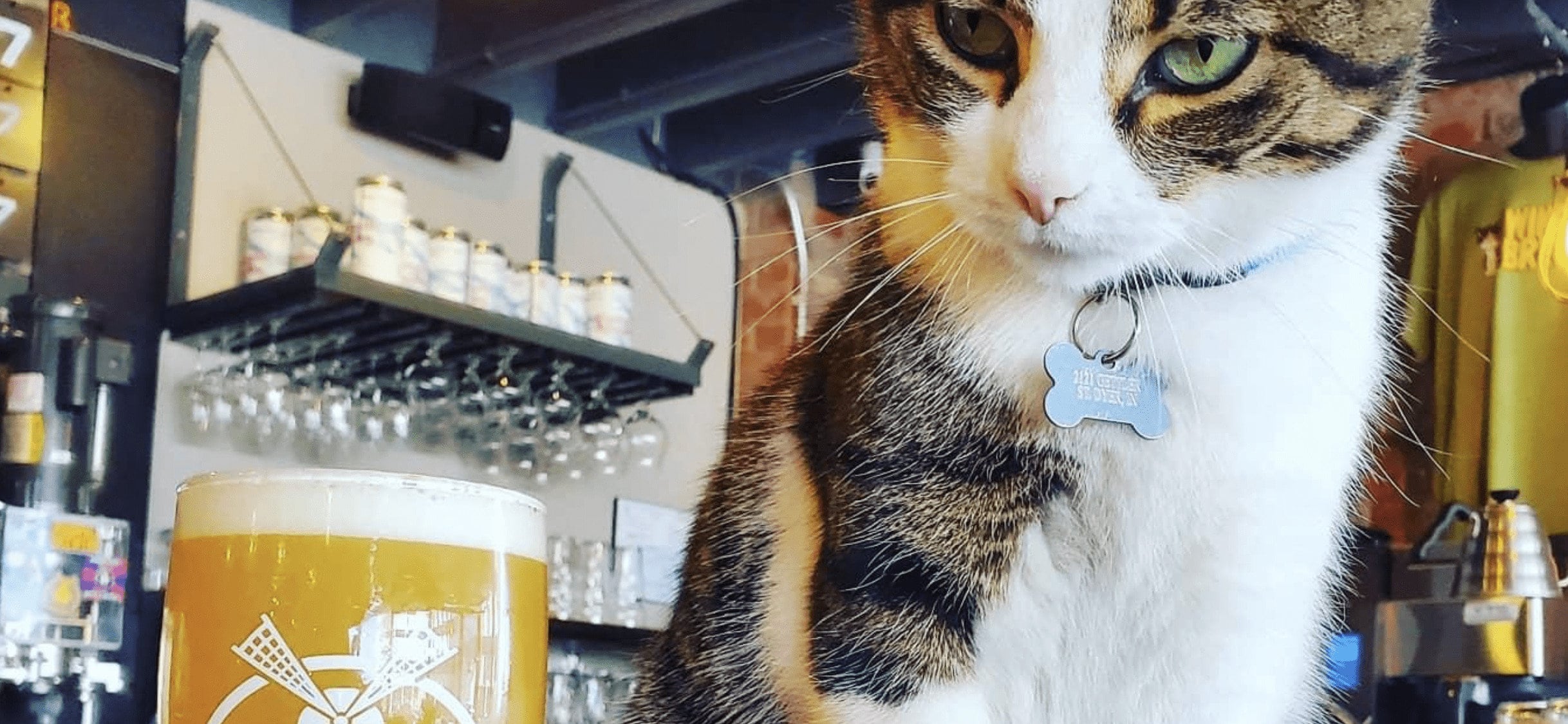Luther the cat standing next to a full Windmill Brewing beer.